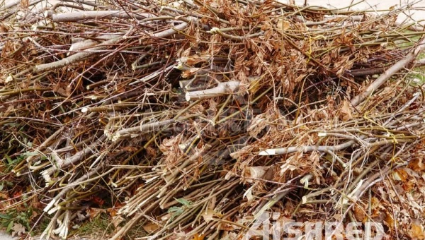 Dvouhřídelový drtič pro zpracování zeleného odpadu a biomasy